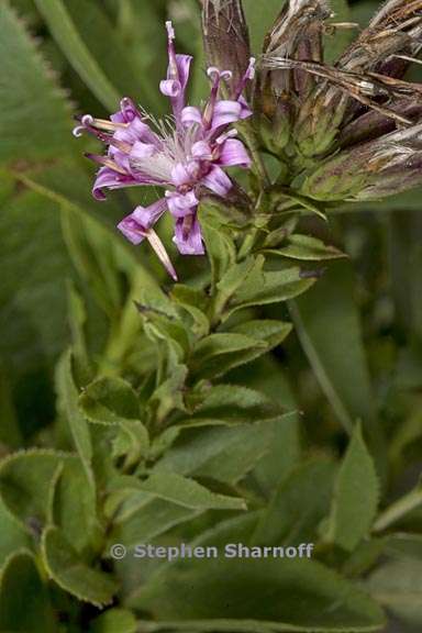 stevia salicifolia 2 graphic